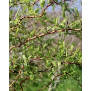 Верба Матсудана (Salix matsudana) 3 м